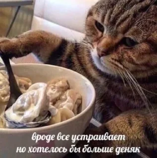 😔 emoji Котики от SCh Telegram sticker 22 of 54