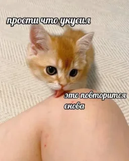 😇 emoji Котики от SCh Telegram sticker 19 of 54