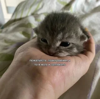 😞 emoji Котики от SCh Telegram sticker 21 of 54