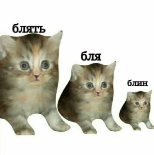 🫤 emoji Котики от SCh Telegram sticker 16 of 54
