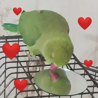 ❤️ emoji Tutu The Third🦜 Telegram sticker 6 of 119