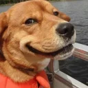 🙂 emoji dogs Telegram sticker 19 of 49