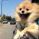 👼 emoji dogs Telegram sticker 22 of 49