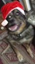 🐶 emoji Cose distorte (discrostate) Telegram sticker 23 of 44