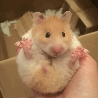 🐹 emoji Hamster. Telegram sticker 16 of 28