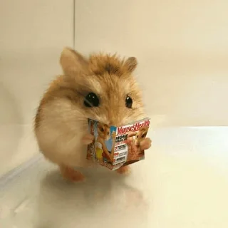 🐹 emoji Hamster. Telegram sticker 7 of 28
