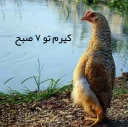 😪 emoji Angry Chicken @Amirreza_nk Telegram sticker 9 of 97