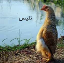 Sticker from Angry Chicken @Amirreza_nk