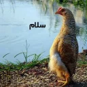 Sticker from Angry Chicken @Amirreza_nk