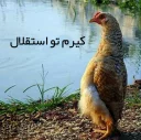 🖕 emoji Angry Chicken @Amirreza_nk Telegram sticker 18 of 97