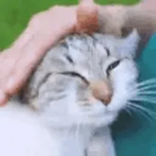 🐈 emoji Karışık @CenterOfSticker Telegram sticker 19 of 50