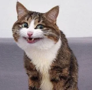 😂 emoji Ali’s MeowStickers Telegram sticker 23 of 119