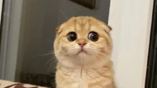 🙄 emoji Ali’s MeowStickers Telegram sticker 8 of 119
