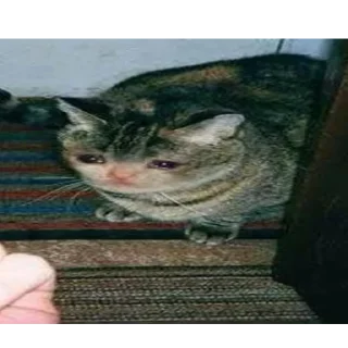 😭 emoji Crying Cat Deluxe 無限MUGEN Telegram sticker 12 of 52