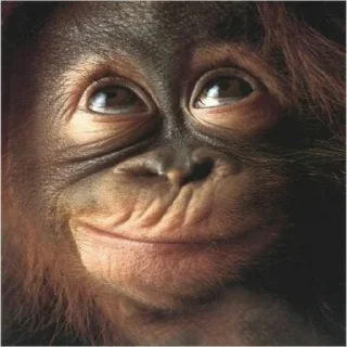 🍌 emoji ⋆monkey Telegram sticker 8 of 17