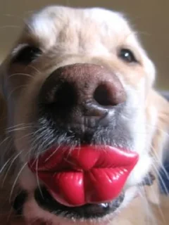 👄 emoji Funimals @MyselfMeandIo Telegram sticker 14 of 50
