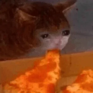 😭 emoji Sad Cat | @HoGif Telegram sticker 22 of 99