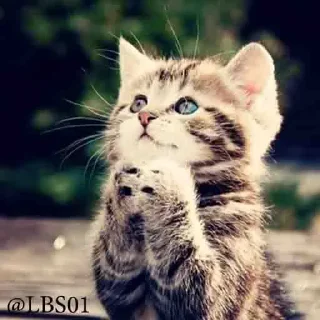 🙏 emoji Il Pacco (adesivo) di Mario Telegram sticker 11 of 58