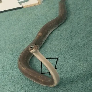 🐍 emoji Snake🐍 @ding_off Telegram sticker 5 of 45
