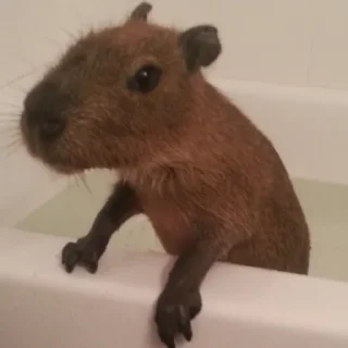 🥺 emoji Femboy Capybaras Telegram sticker 13 of 48