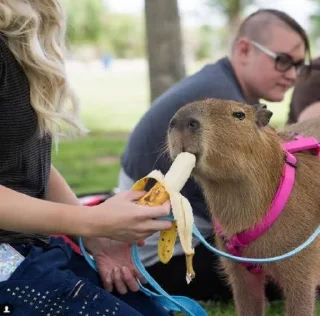 🍌 emoji Femboy Capybaras Telegram sticker 7 of 48