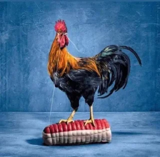 🐓 emoji Aotrou Pack V5 Telegram sticker 13 of 79