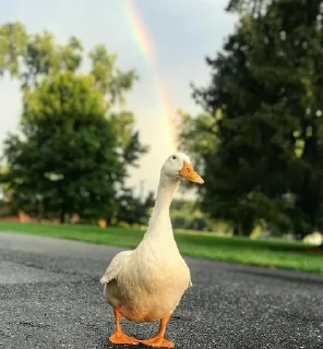 🌈 emoji Duck Telegram sticker 15 of 23