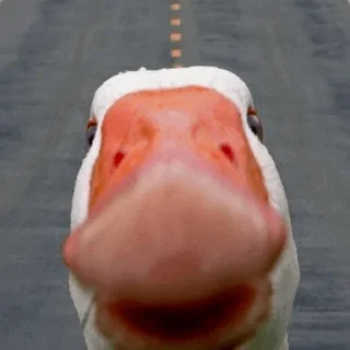 🦆 emoji Duck Duck - @StickersCamp Telegram sticker 7 of 40