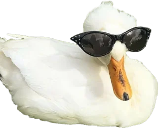 😎 emoji Duck Telegram sticker 13 of 23