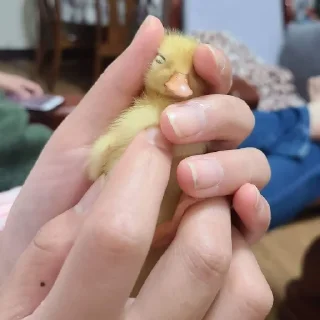🥰 emoji Duck Telegram sticker 23 of 23