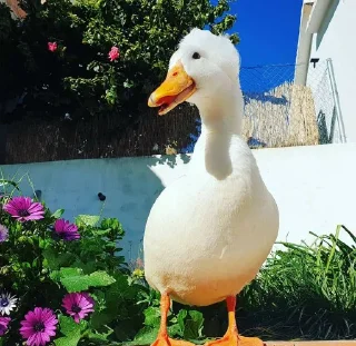 😃 emoji Duck Telegram sticker 16 of 23
