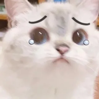 🌫 emoji Cat nana 🐱¦ovo¦ @johan_sticker Telegram sticker 12 of 30