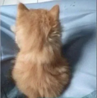 Sticker from Cats_°rami°