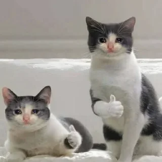 👍 emoji Cats Telegram sticker 19 of 120