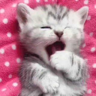 😴 emoji ᴄᴀᴛs¹ 🐈@AloneSnowflake Telegram sticker 23 of 31