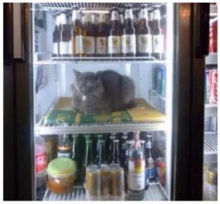 🍺 emoji Cats Telegram sticker 24 of 120