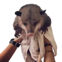 🙌 emoji REAL Poss Stickers Telegram sticker 23 of 34