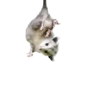 🖐 emoji REAL Poss Stickers Telegram sticker 5 of 34