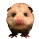 😖 emoji REAL Poss Stickers Telegram sticker 15 of 34