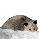 😶 emoji REAL Poss Stickers Telegram sticker 14 of 34