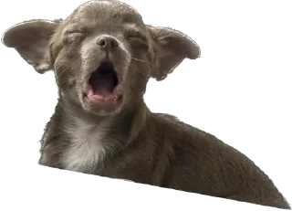 😴 emoji ⭐⭐⭐⭐⭐ Happy  Dog friends Telegram sticker 13 of 116