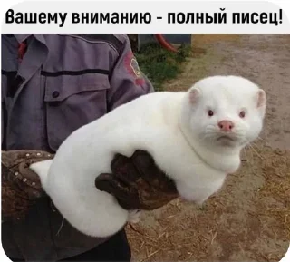 ☹️ emoji Всякая хрень от @EspressoPatronuum Telegram sticker 19 of 115