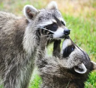 Sticker from Raccoon
