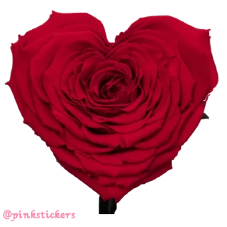 🌹 emoji Flowers 🌸@pinkstickers🌸 Telegram sticker 10 of 47