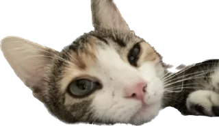 🫠 emoji Кофти стикс Telegram sticker 3 of 70
