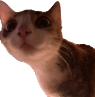 🌟 emoji Кофти стикс Telegram sticker 21 of 70