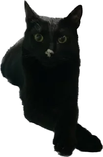 🌟 emoji Кофти стикс Telegram sticker 23 of 70