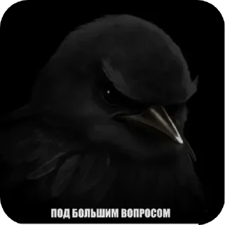 🐦 emoji Вряд ли —> @strikeers Telegram sticker 3 of 87