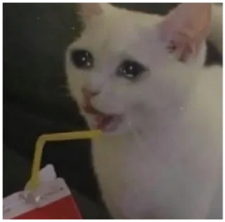 😢 emoji Cats Telegram sticker 22 of 120