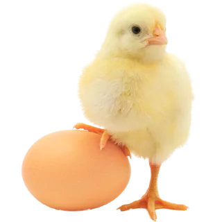 🐥 emoji Owner @OwnerEdit Telegram sticker 19 of 47